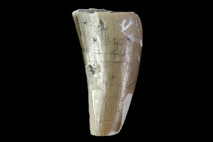 Fossil Phytosaur Tooth - Arizona #88607